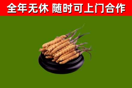 南浔烟酒回收冬虫夏草.jpg