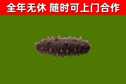 南浔回收海参干